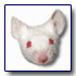 Annuaire sp�cial Animaux